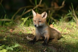 wildlife